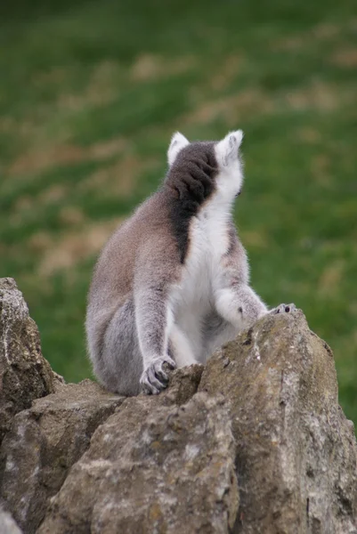 Lémur de cola anillada - Lemur catta — Foto de Stock