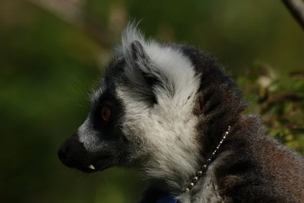 Ringschwanzmaki - Lemurenkatze — Stockfoto