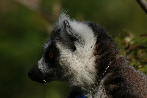 Lémur de cola anillada - Lemur catta — Foto de Stock