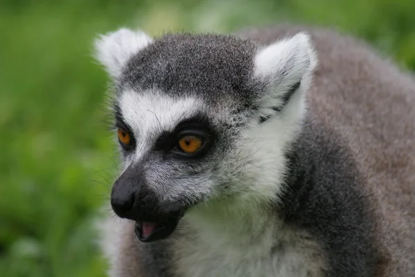 Lémur de cola anillada - Lemur catta — Foto de Stock