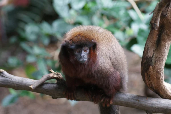 Titi miedziany - Saguinus cupreus — Zdjęcie stockowe