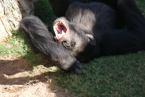 Šimpanz - pan troglodytes — Stock fotografie