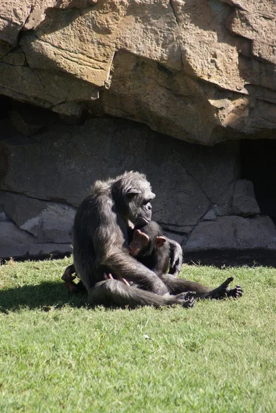 Chimpanzé-comum - Pan troglodytes — Fotografia de Stock