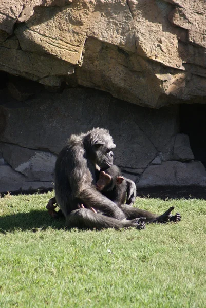 Szympans - pan troglodytes — Zdjęcie stockowe