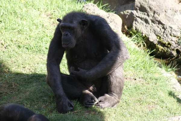 Chimpanzé-comum - Pan troglodytes — Fotografia de Stock