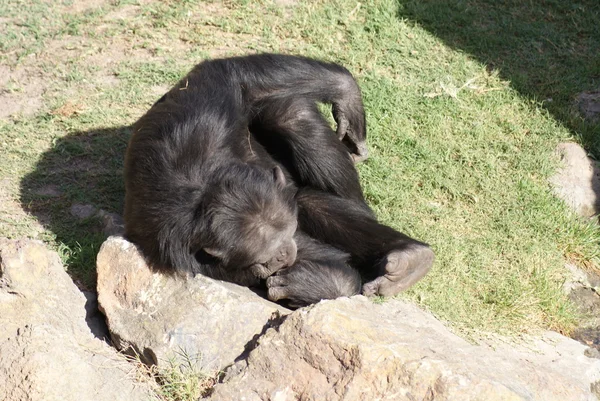 Chimpansee - pan troglodytes — Stockfoto