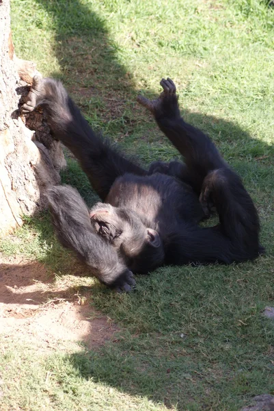 常见的黑猩猩-黑猩猩 — 图库照片