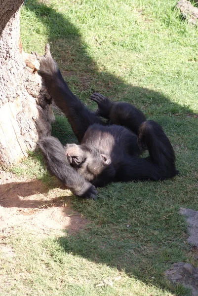 Коммон шимпанзе - Pan troglodytes — стоковое фото
