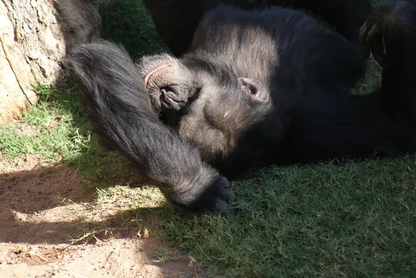 常见的黑猩猩-黑猩猩 — 图库照片