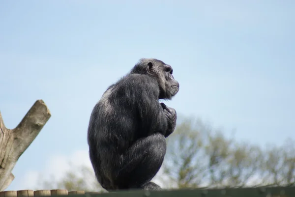 Chimpanzé Comum - Troglodytes Pan - Observação — Fotografia de Stock