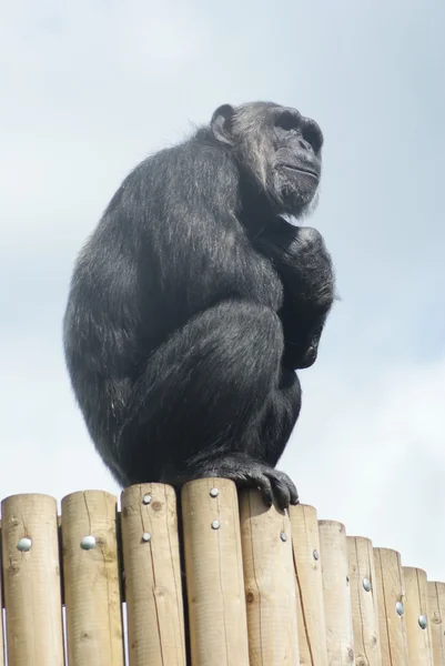 Chimpanzé Comum - Troglodytes Pan - Observação — Fotografia de Stock