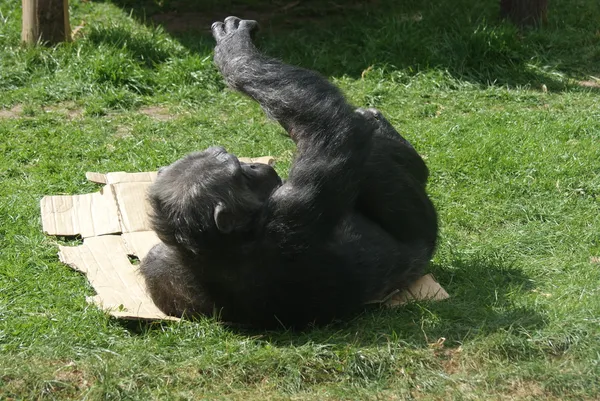 Chimpanzé-comum - Pan troglodytes — Fotografia de Stock