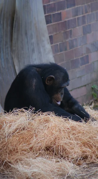 Gemensamma schimpans - pan troglodytes — Stockfoto