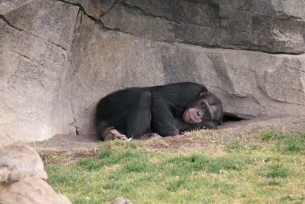 Коммон шимпанзе - Pan troglodytes — стоковое фото