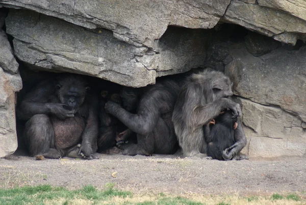 Gemeiner Schimpanse - pan troglodytes - Unterschlupf — Stockfoto
