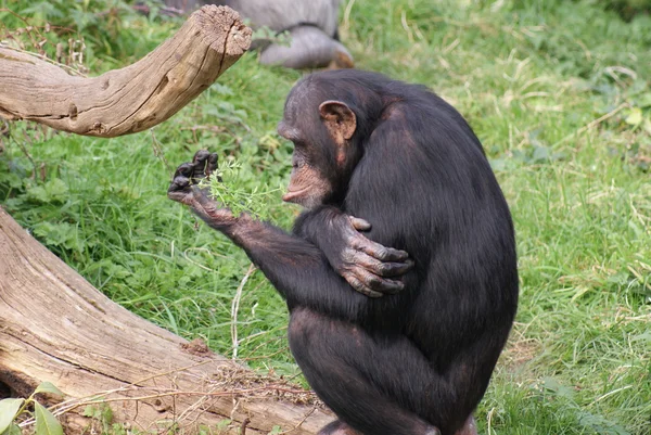 Chimpanzé-comum - Pan troglodytes — Fotografia de Stock