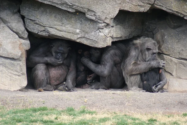 Wspólnych szympansa - pan troglodytes - Schronisko — Zdjęcie stockowe