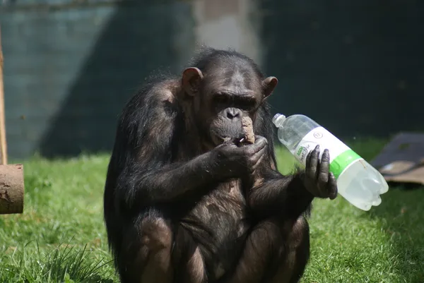 Ortak şempanze - pan troglodytes - plastik şişe — Stok fotoğraf