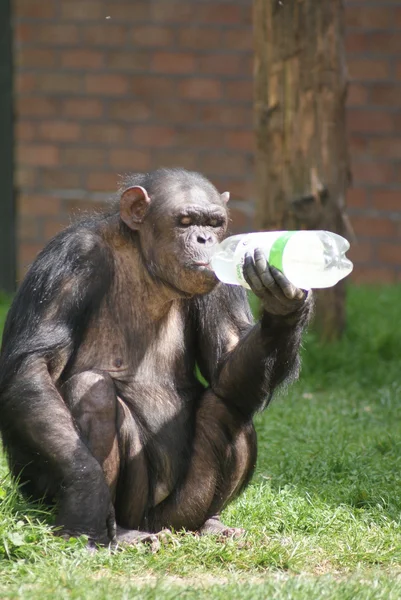 Közös csimpánz - Pan troglodytes - műanyag palack — Stock Fotó