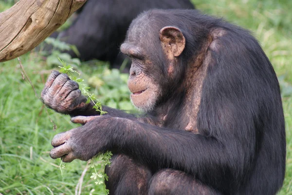 Gemeiner Schimpanse - pan troglodytes — Stockfoto