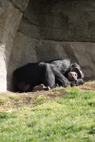 Bayağı şempanze - pan troglodytes — Stok fotoğraf