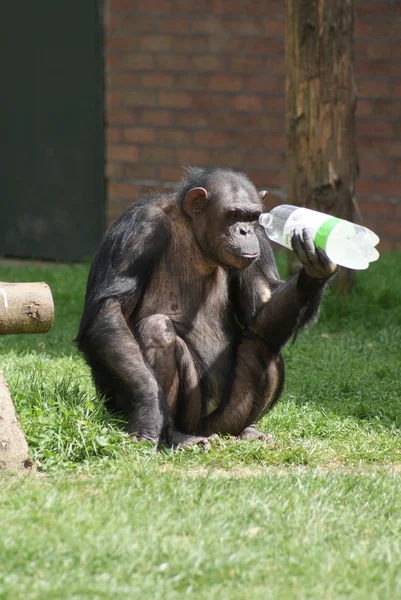 Chimpanzé comum - Pan troglodytes - Garrafa de plástico — Fotografia de Stock