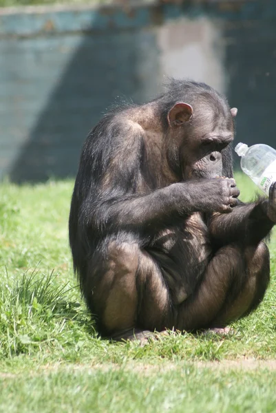 Közönséges csimpánz - pan troglodytes — Stock Fotó