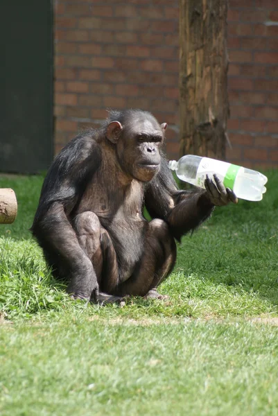 Common Chimpanzee - Pan troglodytes - Plastic Bottle — Stock Photo, Image