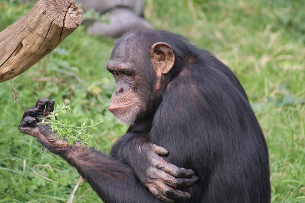 Gemensamma schimpans - pan troglodytes — Stockfoto