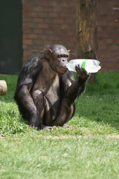 Chimpanzé comum - Pan troglodytes - Garrafa de plástico — Fotografia de Stock