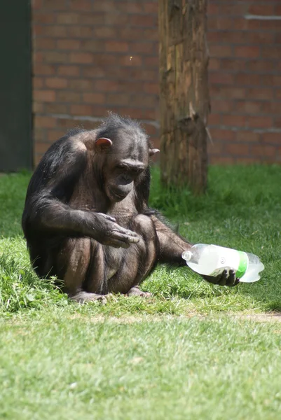 Ortak şempanze - pan troglodytes - plastik şişe — Stok fotoğraf