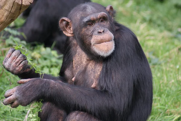 Chimpanzé-comum - Pan troglodytes — Fotografia de Stock