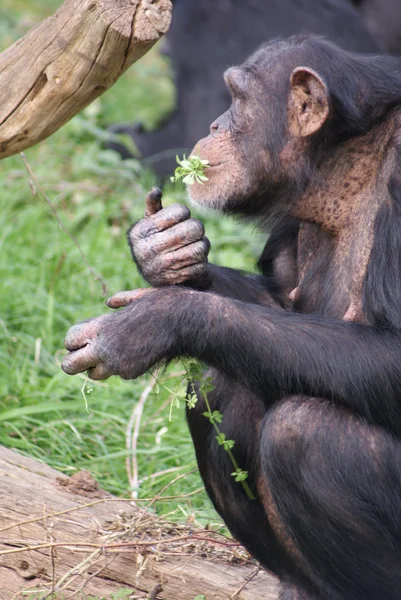 Chimpancé común - Pan trogloditas —  Fotos de Stock