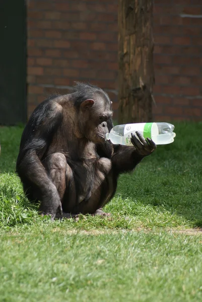 Gemeenschappelijke chimpansee - pan troglodytes - plastic fles — Stockfoto