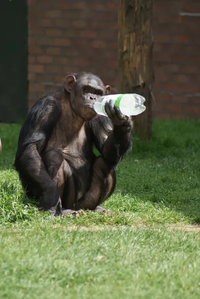 Chimpanzé comum - Pan troglodytes - Garrafa de plástico — Fotografia de Stock