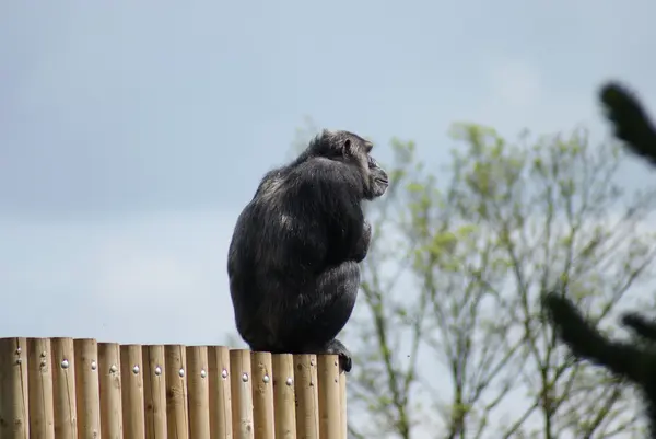 Bayağı şempanze - pan troglodytes - izliyor — Stok fotoğraf