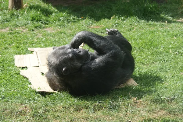 Chimpanzé-comum - Pan troglodytes — Fotografia de Stock