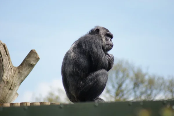 Chimpanzé Comum - Troglodytes Pan - Observação — Fotografia de Stock