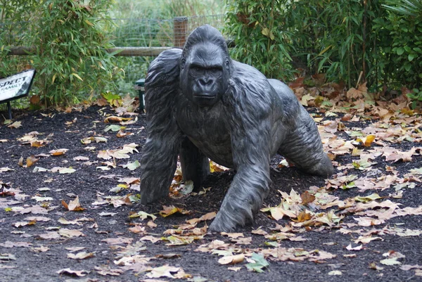 Western Lowland Gorilla - Gorila gorila gorila - Silverback — Fotografia de Stock