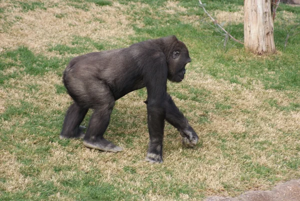 Gorila de las tierras bajas occidentales - Gorila gorila gorila - Silverback — Foto de Stock
