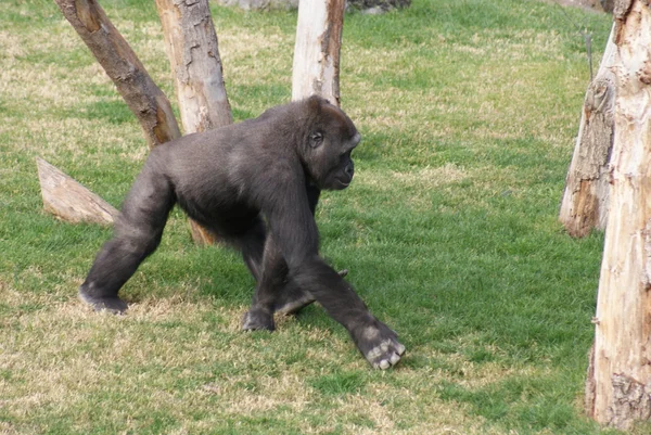 Gorila de las tierras bajas occidentales - Gorila gorila gorila - Silverback — Foto de Stock