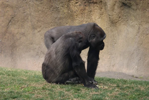 Nyugati síkvidéki Gorilla - Gorilla gorilla gorilla — Stock Fotó