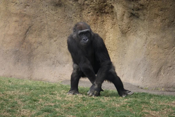 Westlicher Flachlandgorilla - Gorilla Gorilla Gorilla — Stockfoto