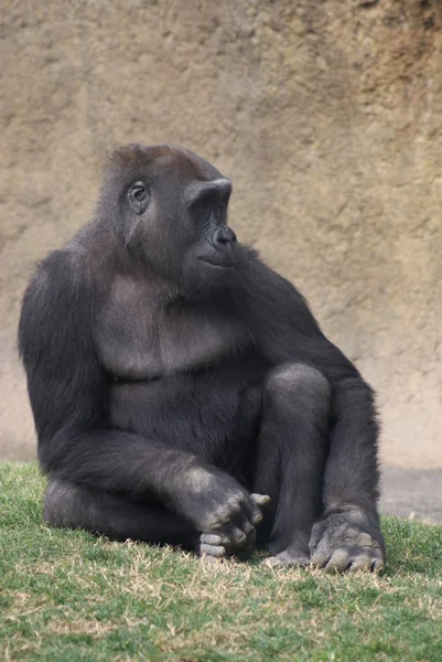 Gorila da planície ocidental Gorila gorila gorila gorila — Fotografia de Stock
