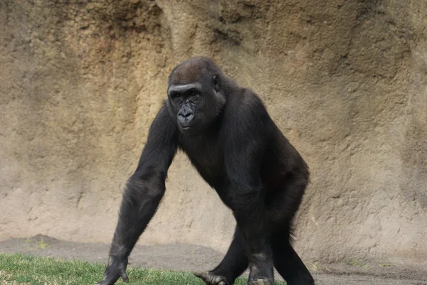 Western Lowland Gorilla - Gorilla gorilla gorilla — Stock Photo, Image