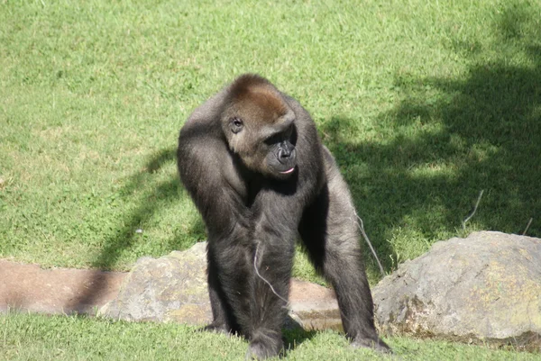 Westlicher Flachlandgorilla - Gorilla Gorilla Gorilla - Silberrücken — Stockfoto