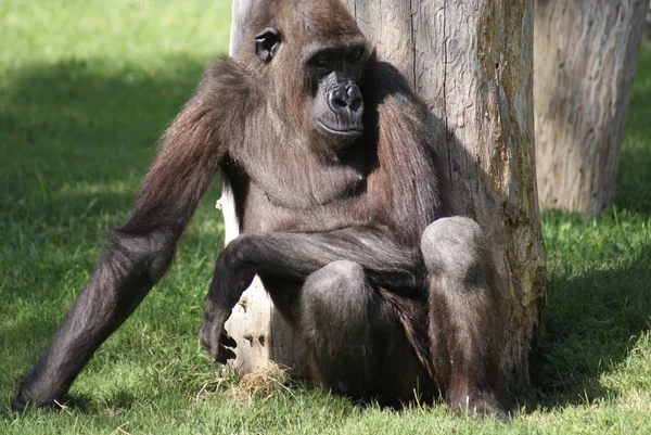 Západní nížinná gorila - gorilla gorilla gorilla — Stock fotografie