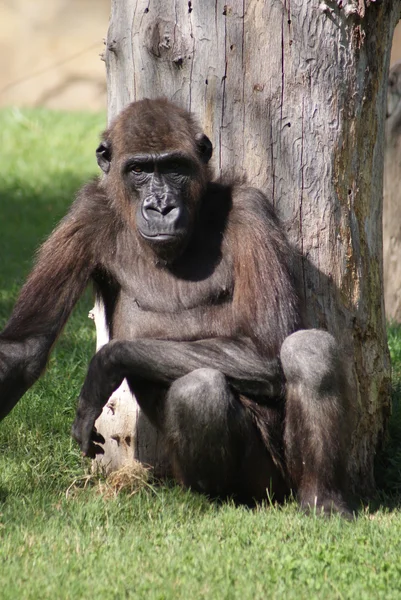 Západní nížinná gorila - gorilla gorilla gorilla — Stock fotografie