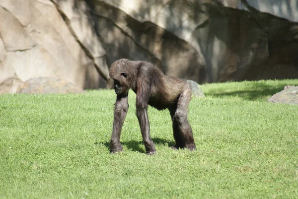 Gorila nížinná - gorilla gorilla gorila - silverback — Stock fotografie