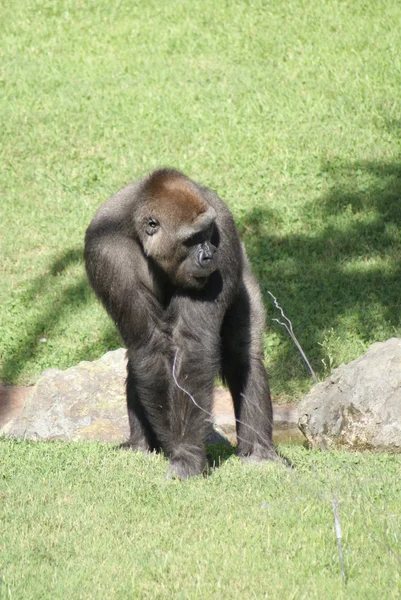 Western Lowland Gorilla - горилла горилла - Silverback — стоковое фото